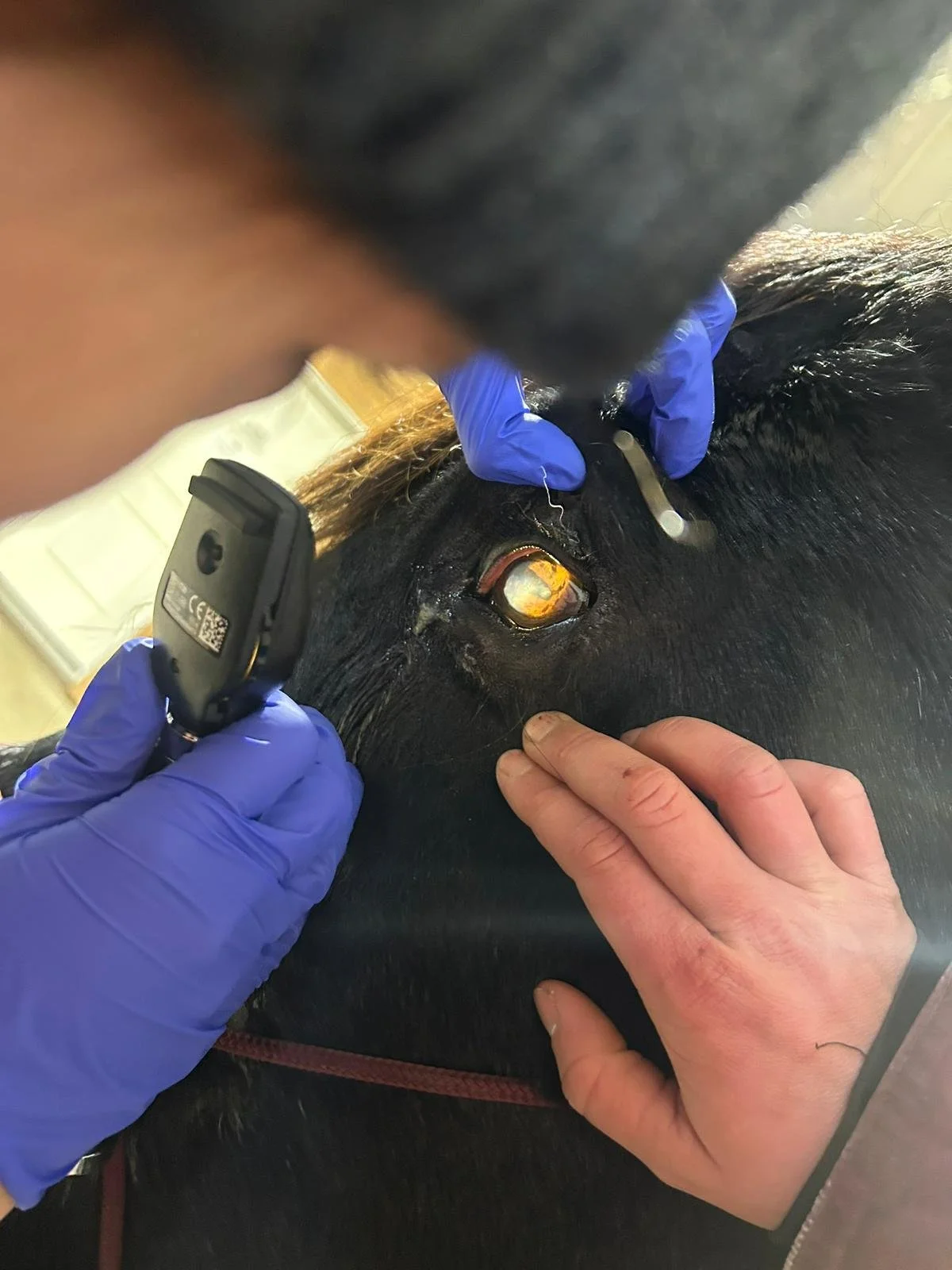 A Closer Look: Common Equine Eye Conditions