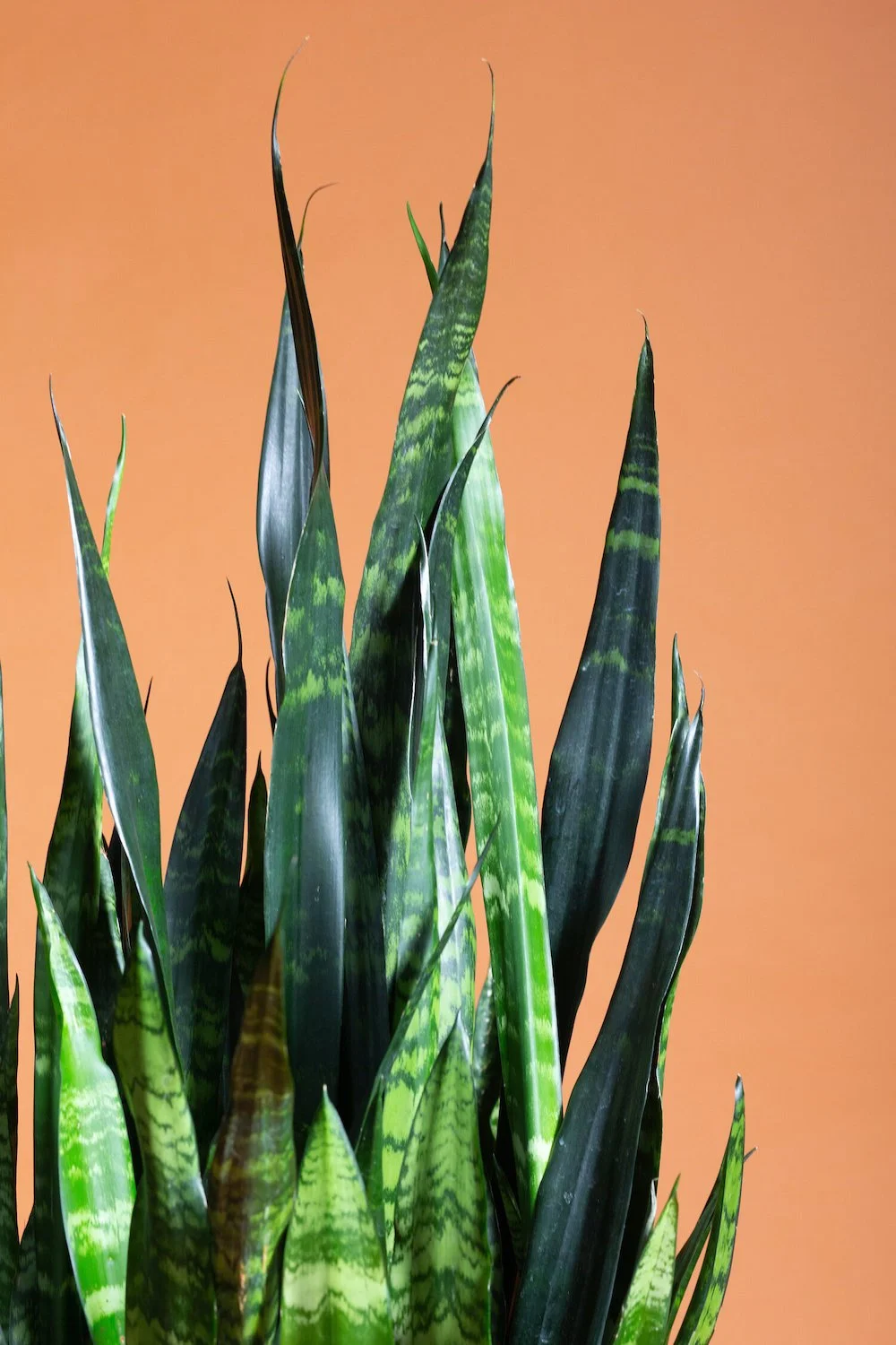 Best Plants for a Windowless Office Hoffman Design Group