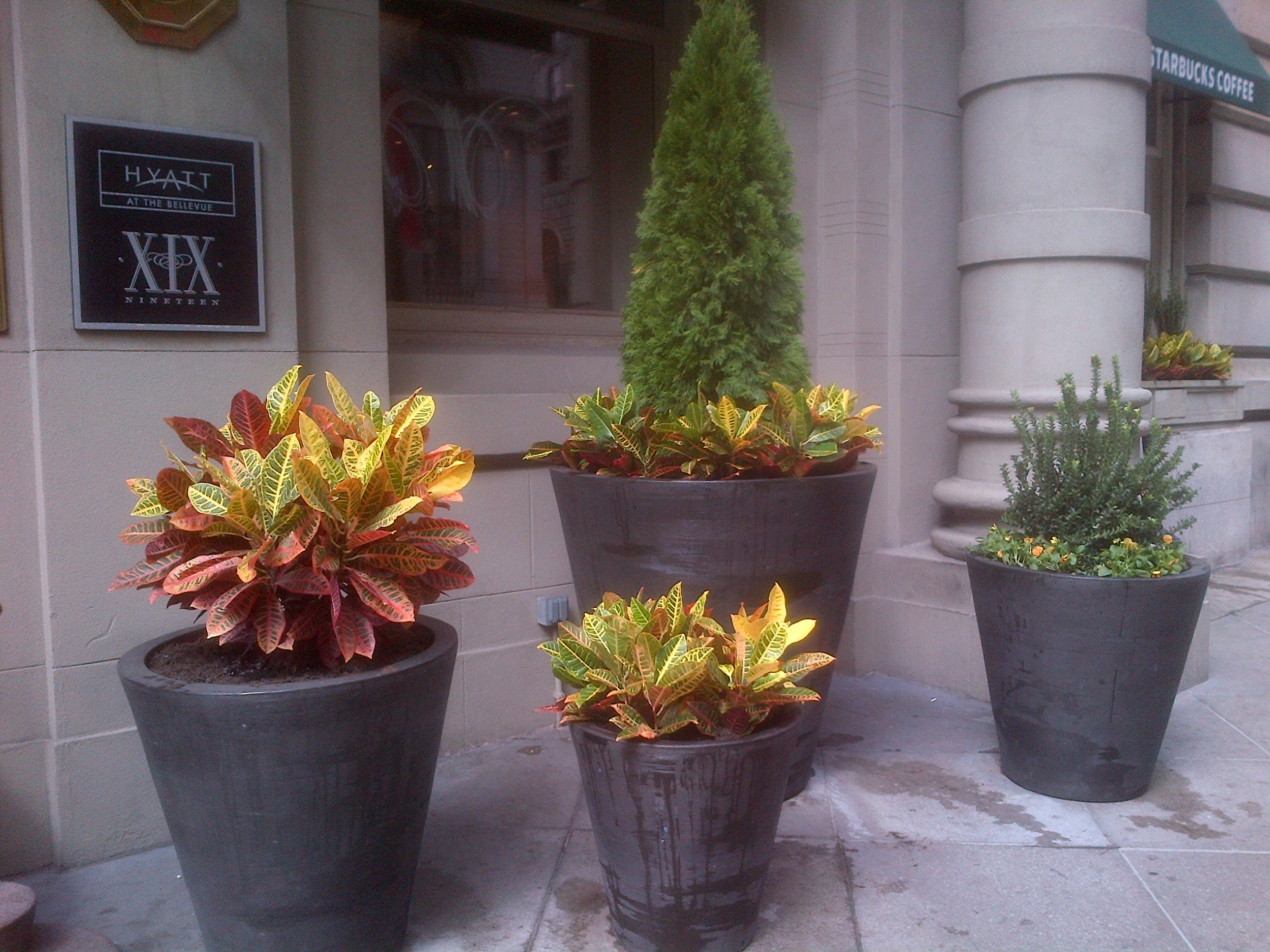 fall croton.jpg