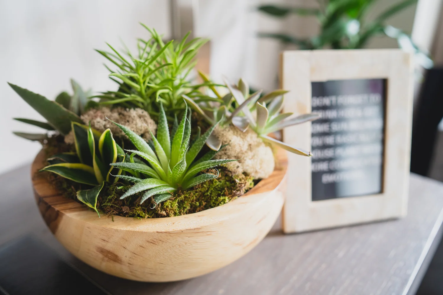 Best Indoor Plant Services for Malls | Pennsylvania & NJ