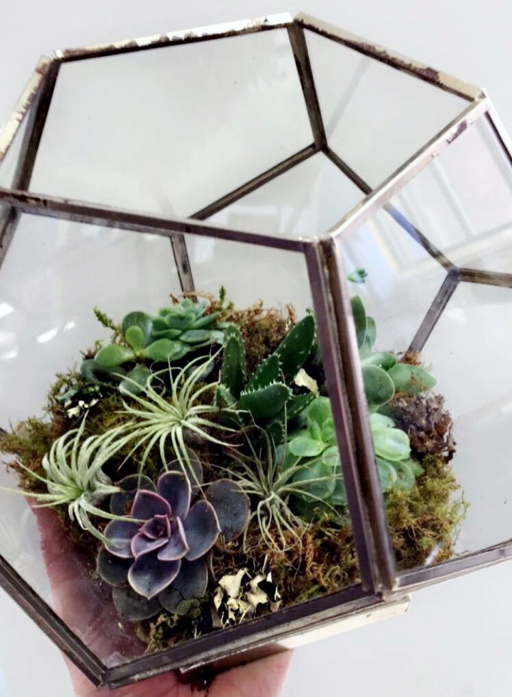 geometric terrariums 001.JPG