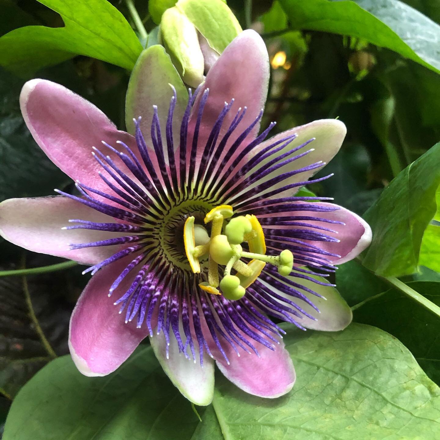 Did we have a photoshoot with our client&rsquo;s blooming passion flower? You bet we did. How could we not when they only bloom for 24 hours?!