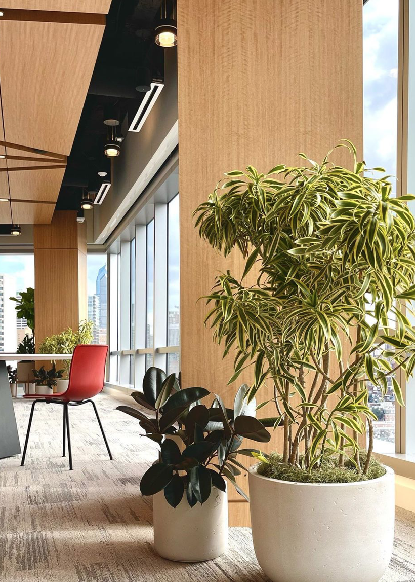 interior-plantscaping-office-space-philadelphia-hoffman-design-group.png