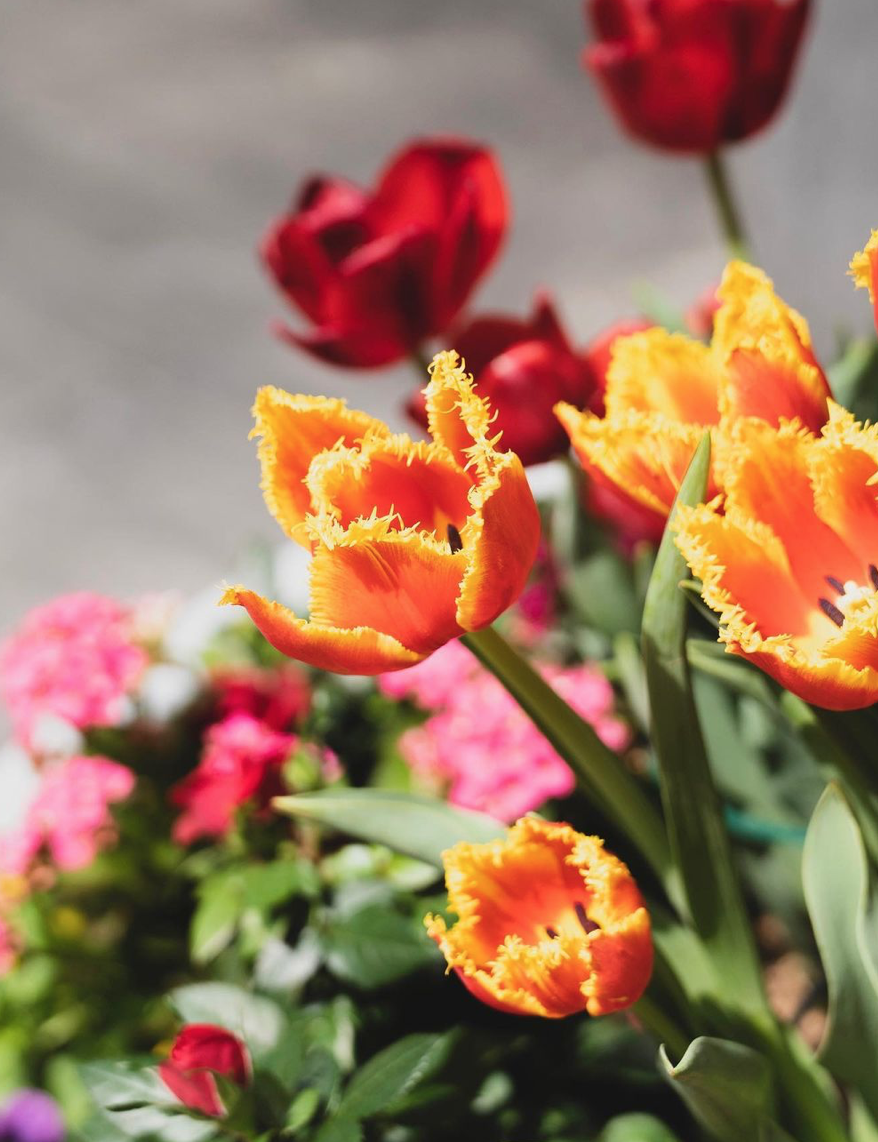 hoffman-design-group-residential-tulips-flower-service-home-philadelphia.png