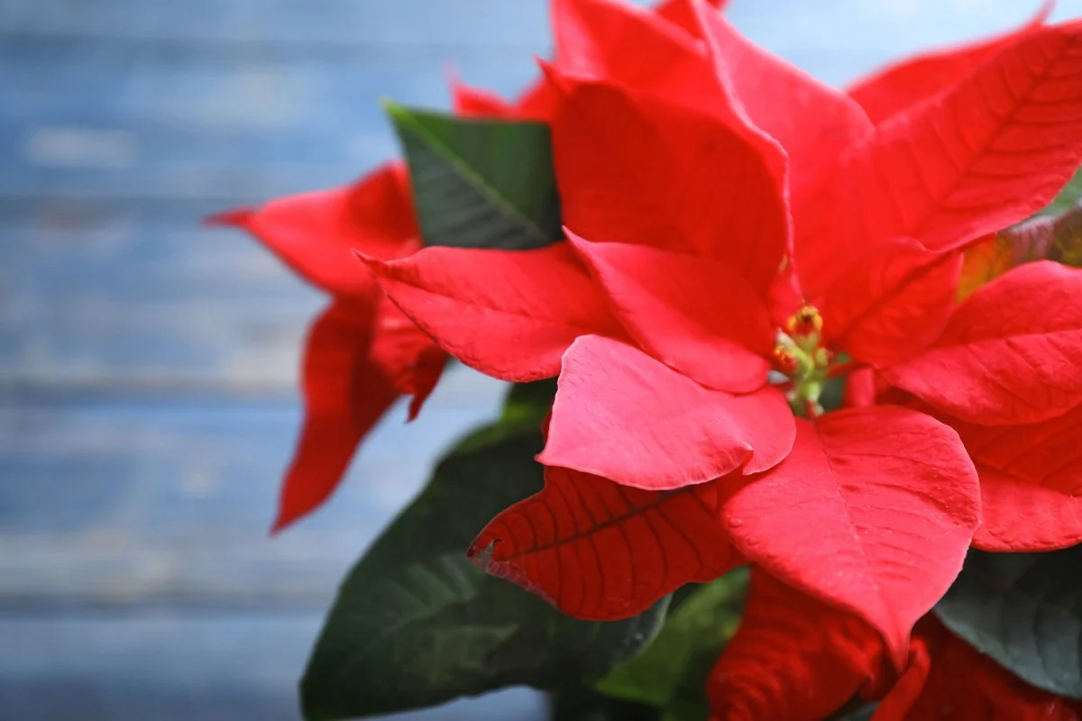 Christmas flower poinsettia, closeup