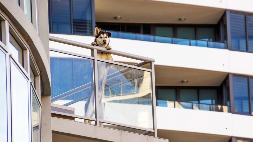 Vanguard_open-house_blog_tucson_real_estate_agents_dog.jpg