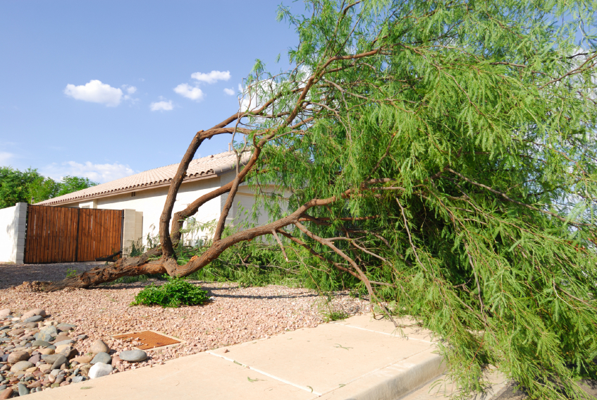 Lidda-Design-Interior-Tucson-Tree.jpeg