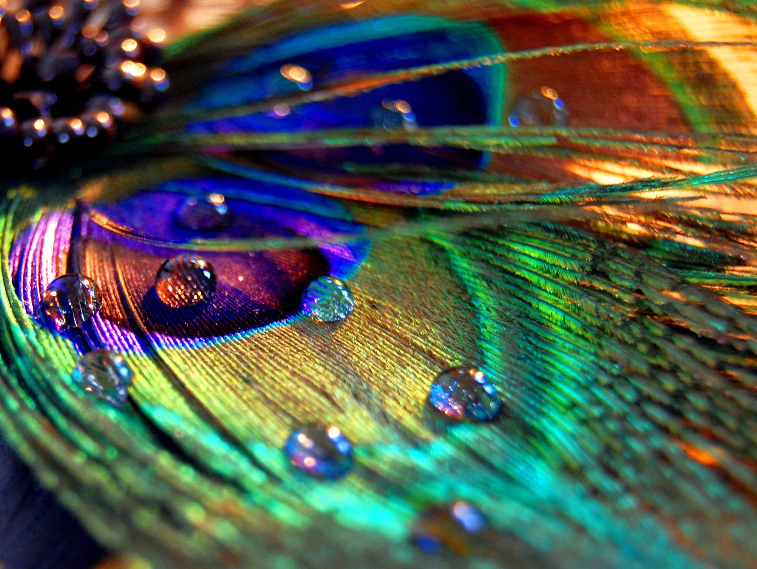 Water Drops on a Feather