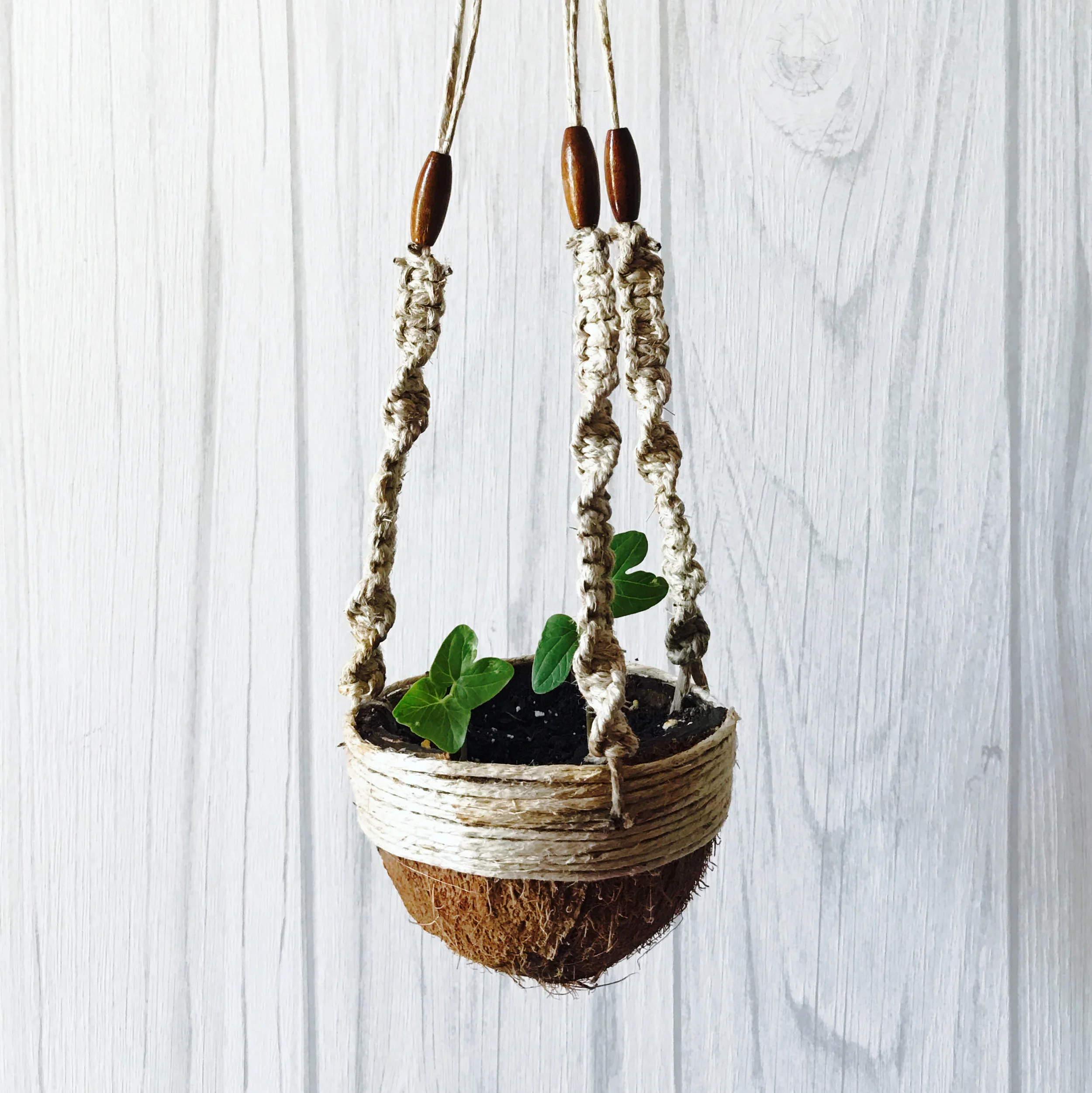 Hanging Coconut Planter with Braided Hemp
