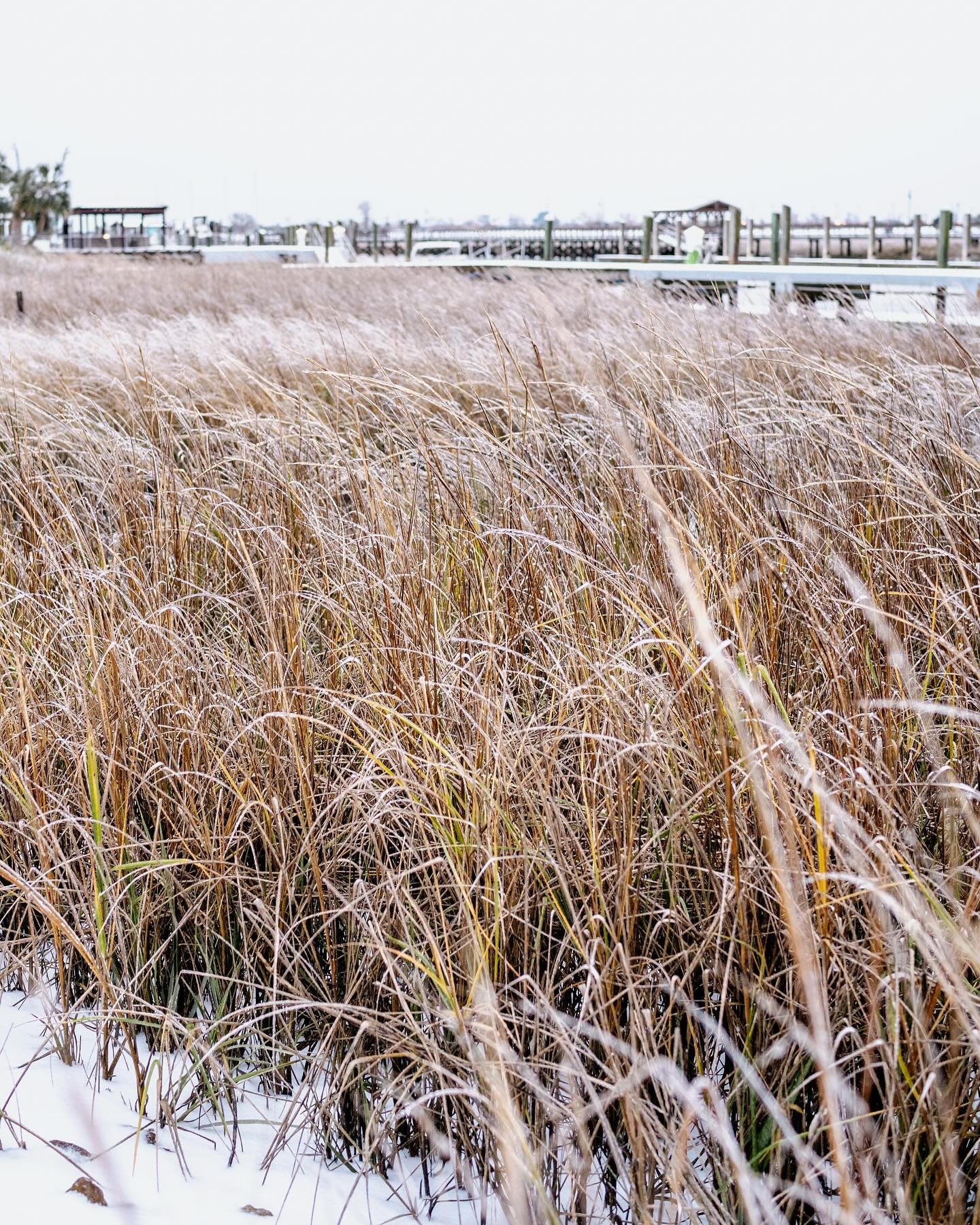 Snow day on Shem Creek. I hope you&rsquo;re all staying warm and rationing your snacks.