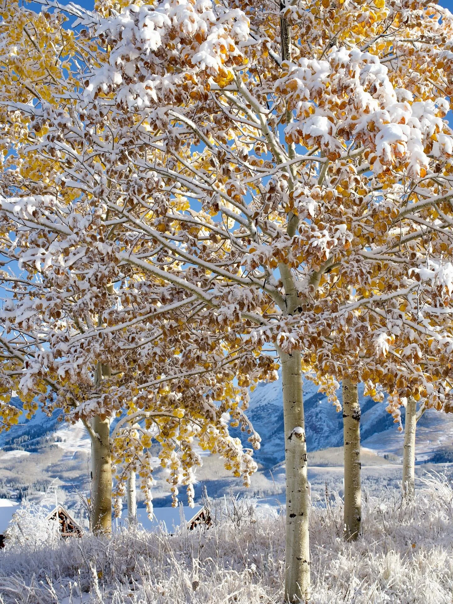 Woke up to a winter wonderland at 10,000 feet last week in Crested Butte. I had the best time capturing a few design projects dreamt up by the wildly talented @covetlivinginteriors and got treated to two different seasons in 24 hours. Huge thank you 