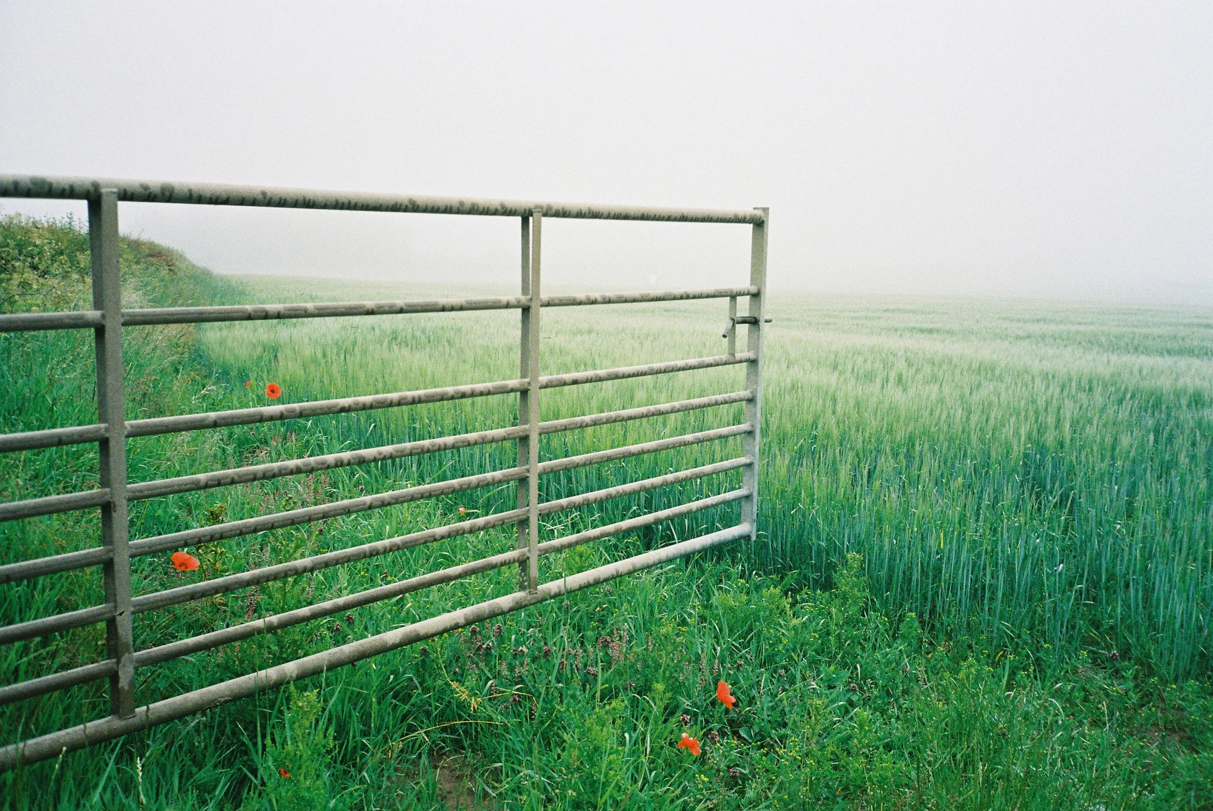 Misty Field, East Saltoun