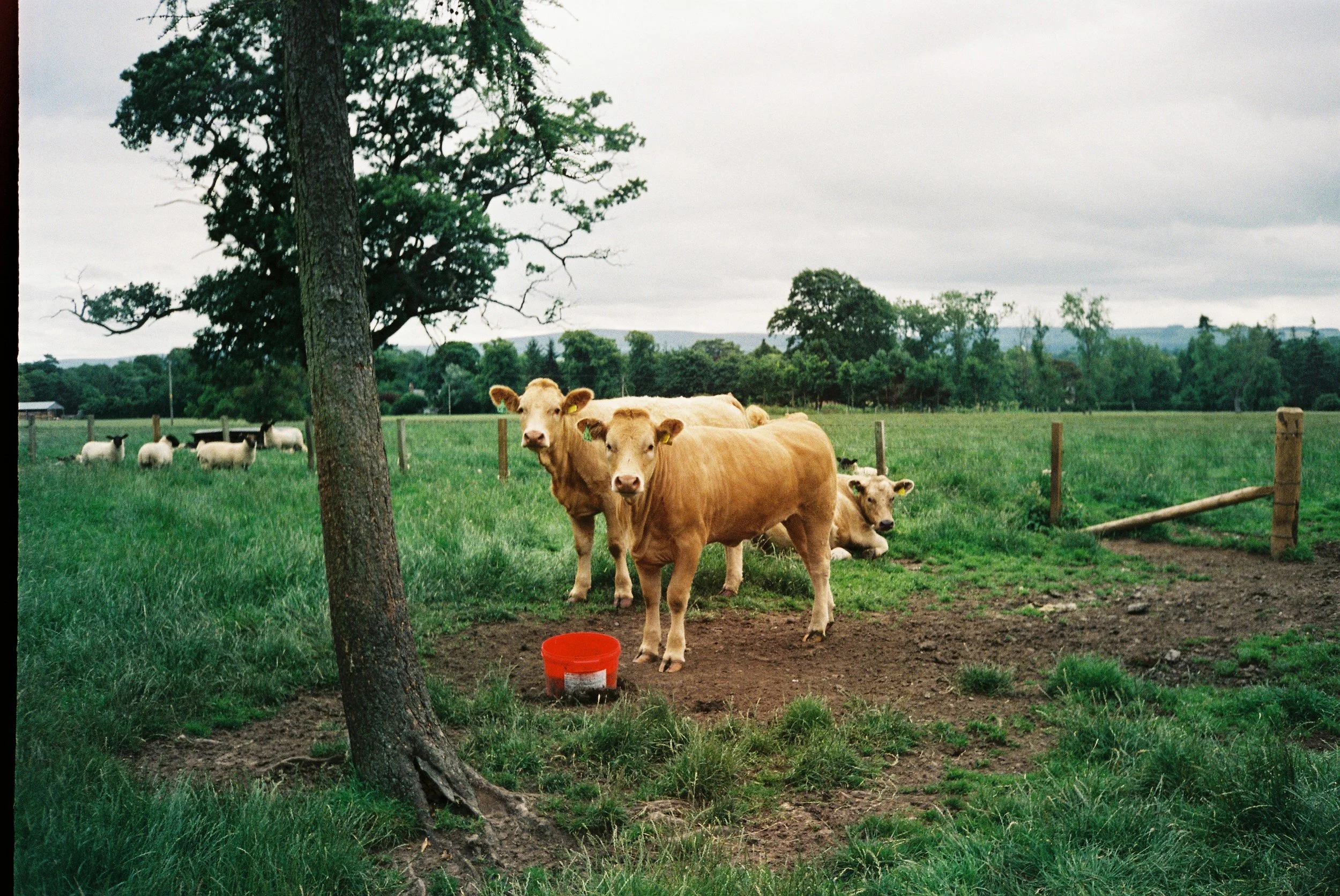 Moo