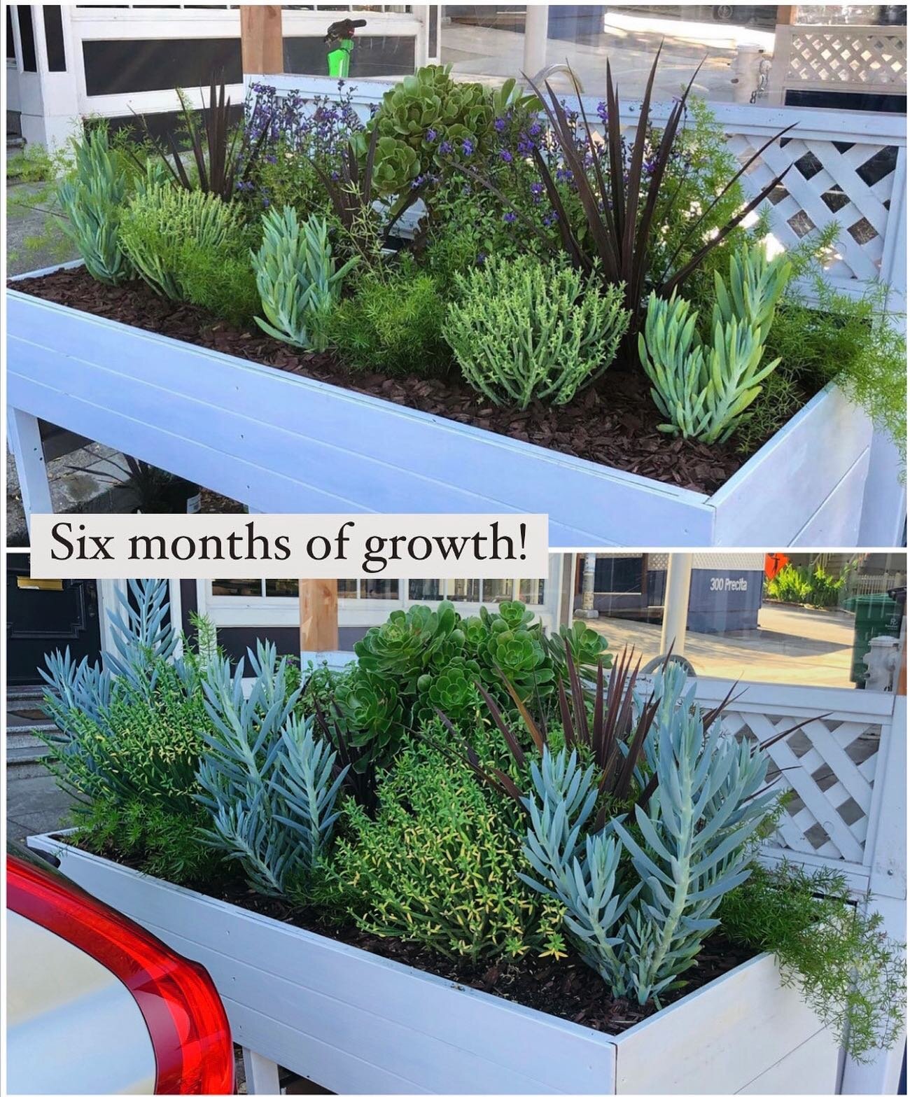 I was on a neighborhood walk the other day and I was absolutely floored to see how beautifully this parklet planter I installed pack in September is coming in! Special (huge) shoutout to the folks at @marlenarestaurant for tending to it so well, wow 