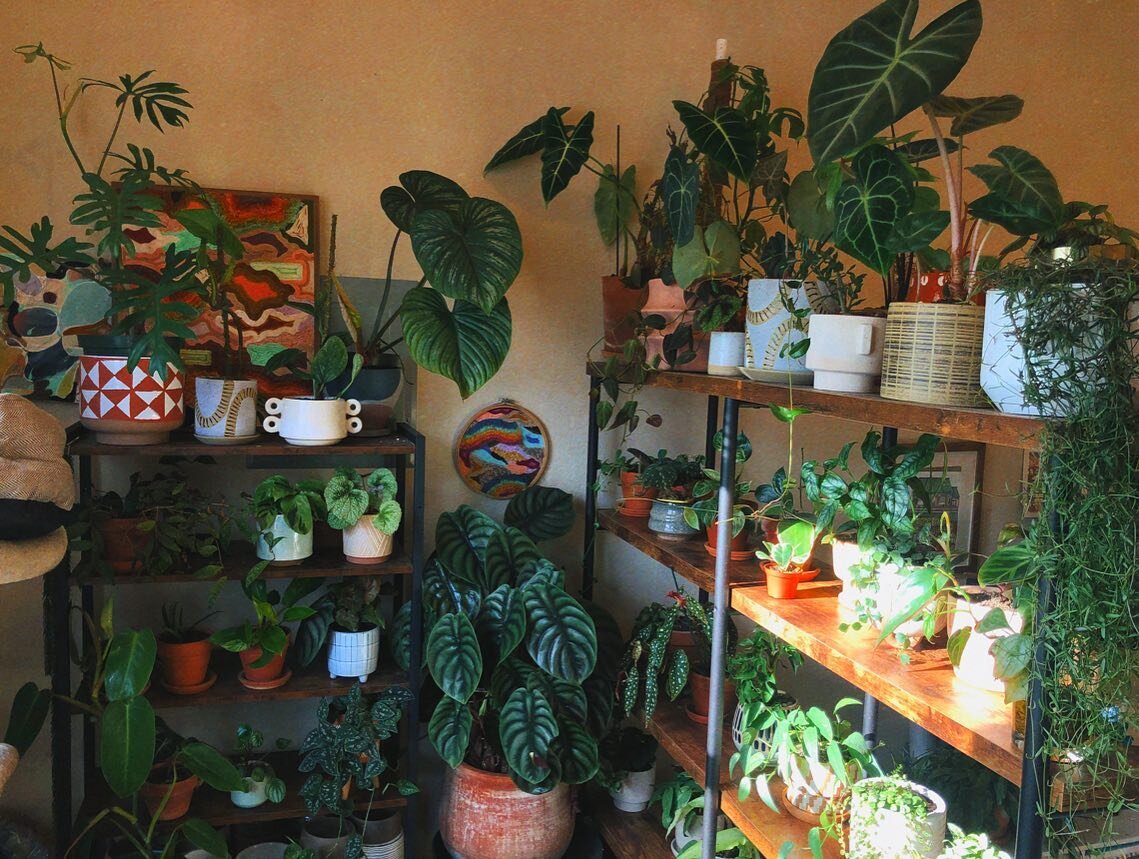 Just a corner of my personal collection soaking up golden hour 🌞🔅✨🥲
Working on some hand-painted pots today too, can&rsquo;t wait to show those off!