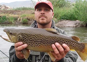 brown-trout-caught-in-colroado-river.jpg