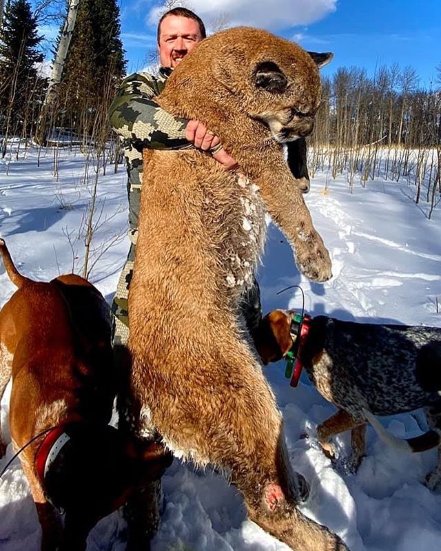 Adam got to experience first hand how amazing the Bull Basin lion team works as he shows off his monster Colorado tom mountain lion. Congrats on your successful hunt!
#bullbasinguidesandoutfitters #bullbasinguides #bullbasin w#bullbasinoutfitters
#te