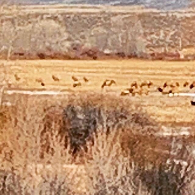 Photo taken from our office this morning at Bull Basin. Always nice to see the elk herds in the Spring.  Make it a great day! 
#bullbasinguidesandoutfitters #bullbasinguides #bullbasin #bullbasinoutfitters
#teambullbasin