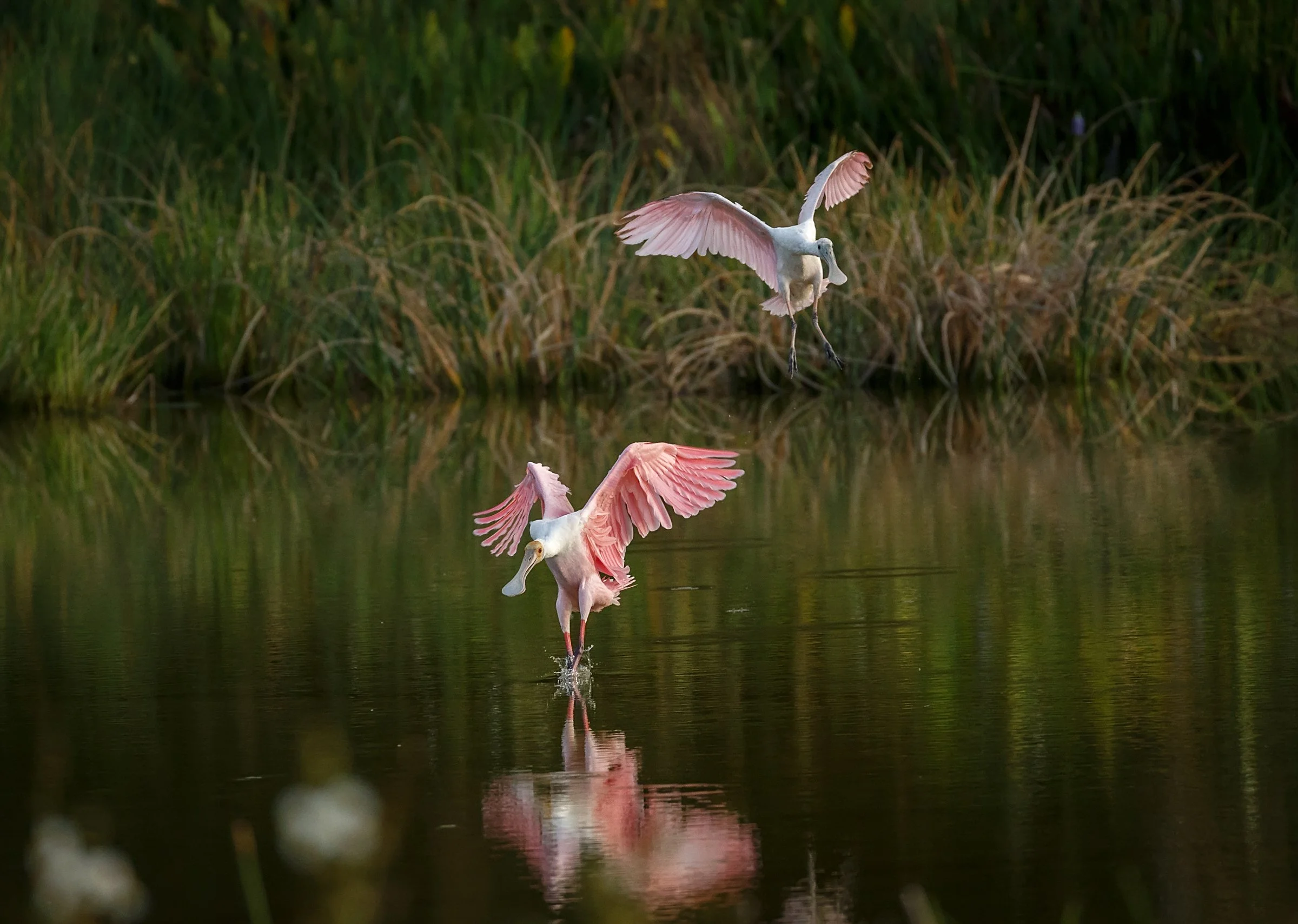 Aud_APA-2016_Roseate-Spoonbill_Photo-Michael-Cohen-Web size.jpg