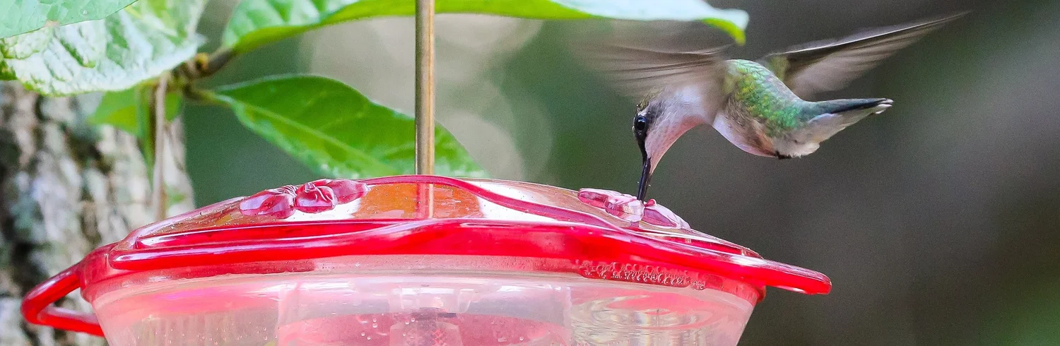 How to Feed Birds Without Negative Impacts: Safe & Smart Tips