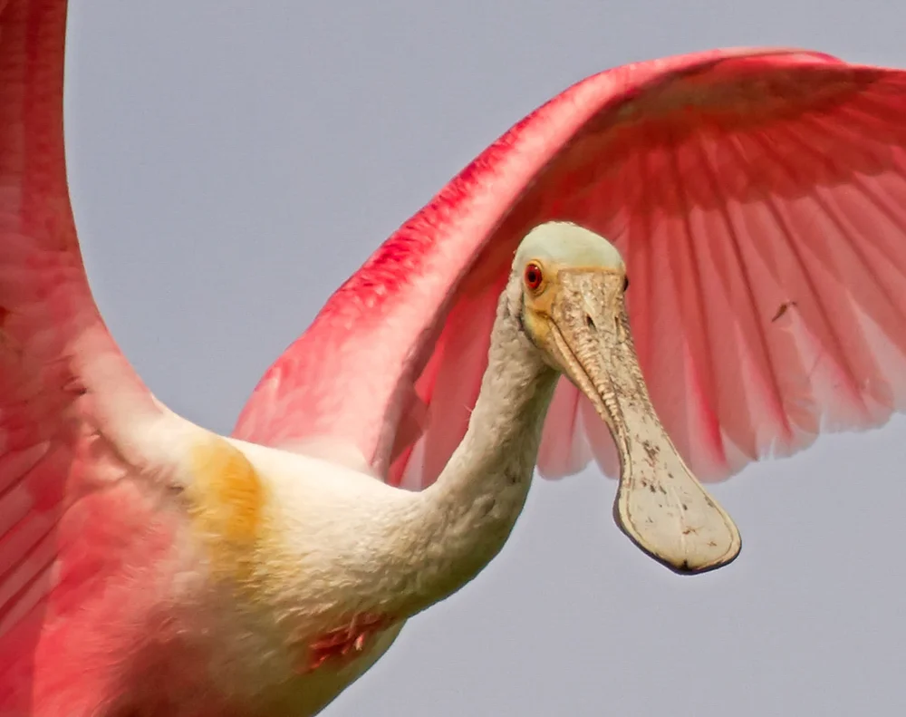 APA_2012_24529_191081_BarbaraBlaisdell_Roseate_Spoonbill_KK-High_Res[1].jpg