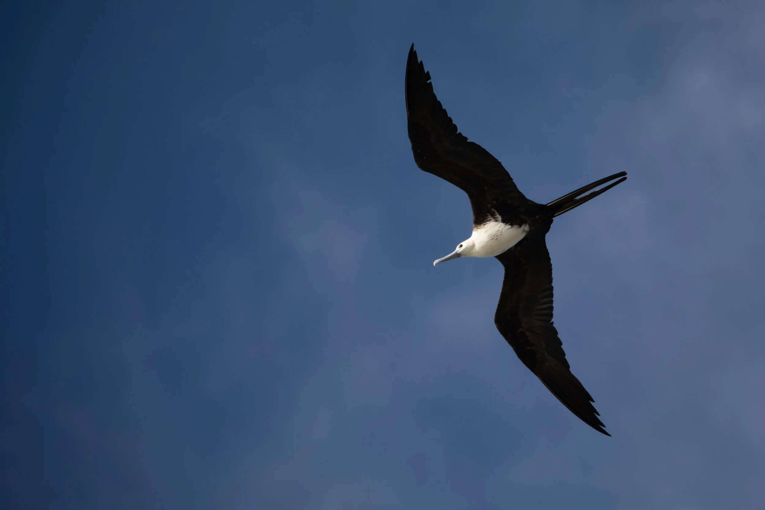 Aud_Key-West_Christmas-Bird-Count_10-1_GSL_Photo-Luke-Franke.JPG