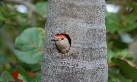 April with the Birds 2016