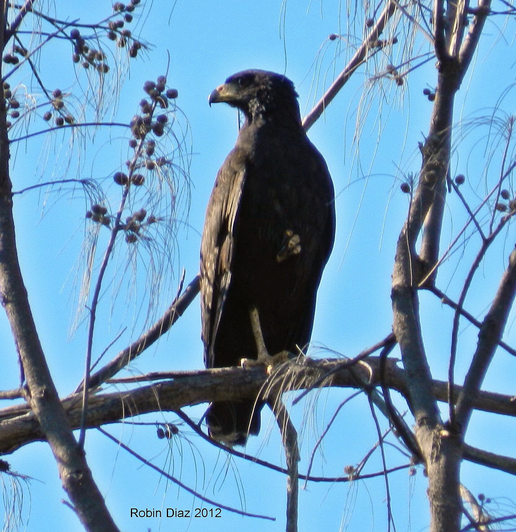 Common Black Hawk  Audubon Field Guide