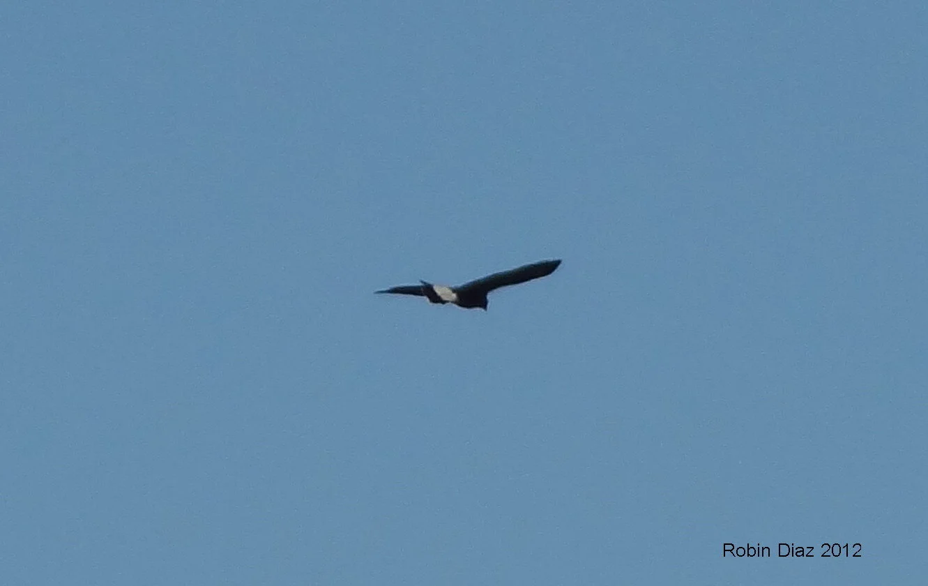 Great Black Hawk — Tropical Audubon Society