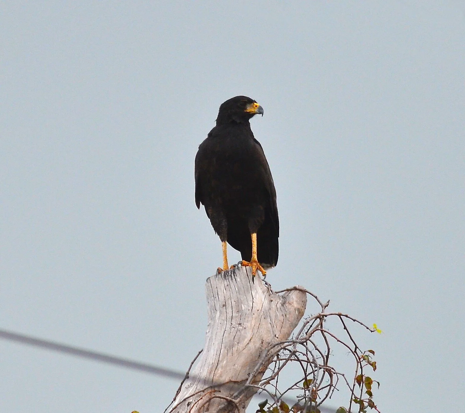Great Black Hawk — Tropical Audubon Society