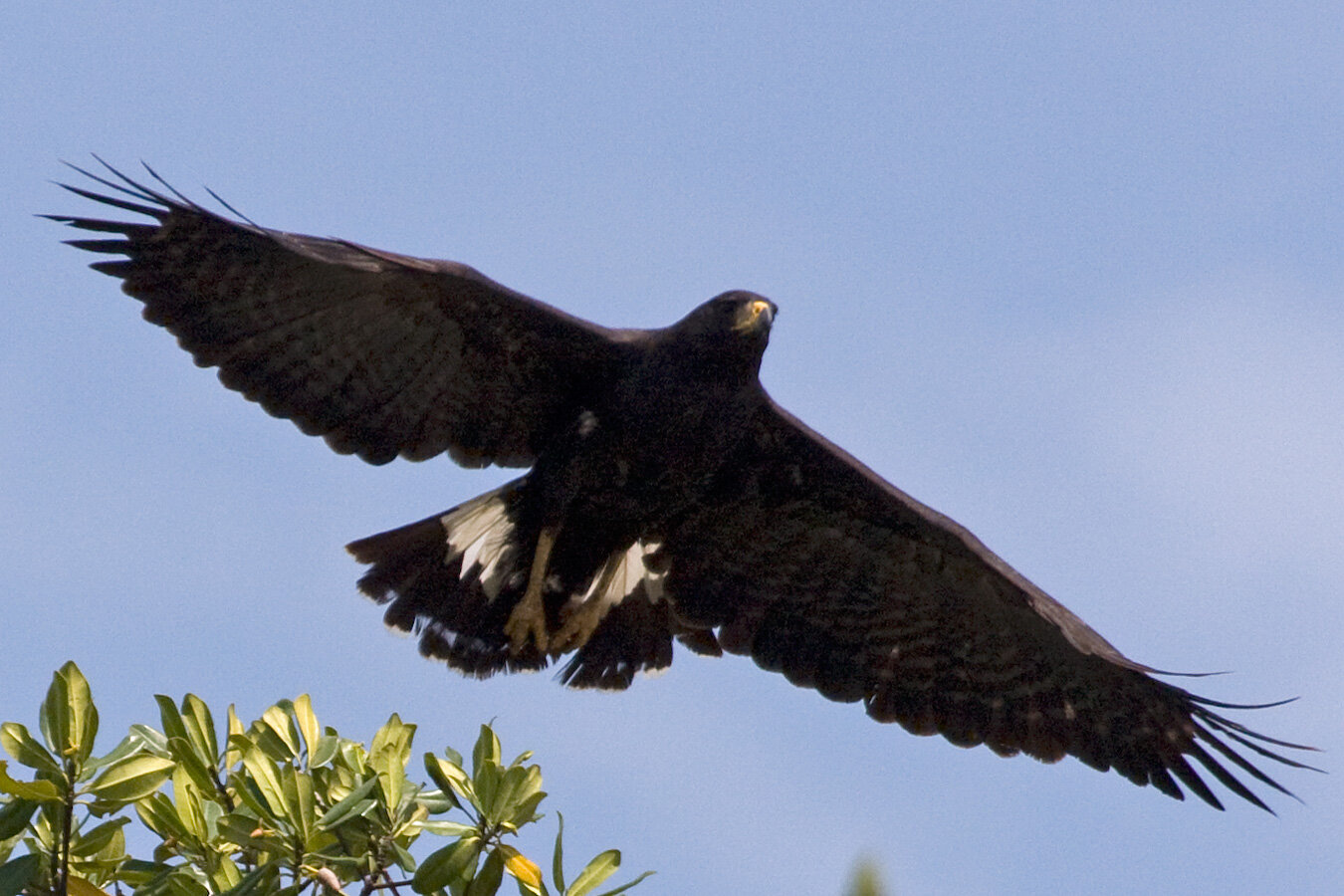 Great Black Hawk — Tropical Audubon Society