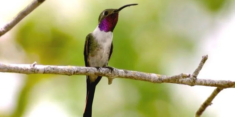 Mexico | Birding the Ruins of the Yucatán (Trip full)