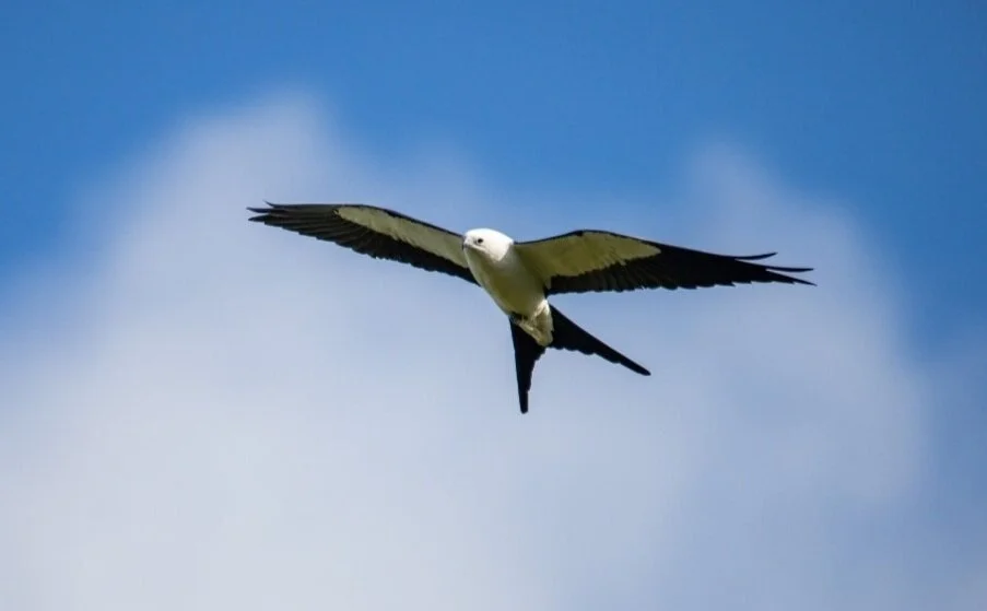 Swallow-tailedKitebyFedericoAcevedo.jpg