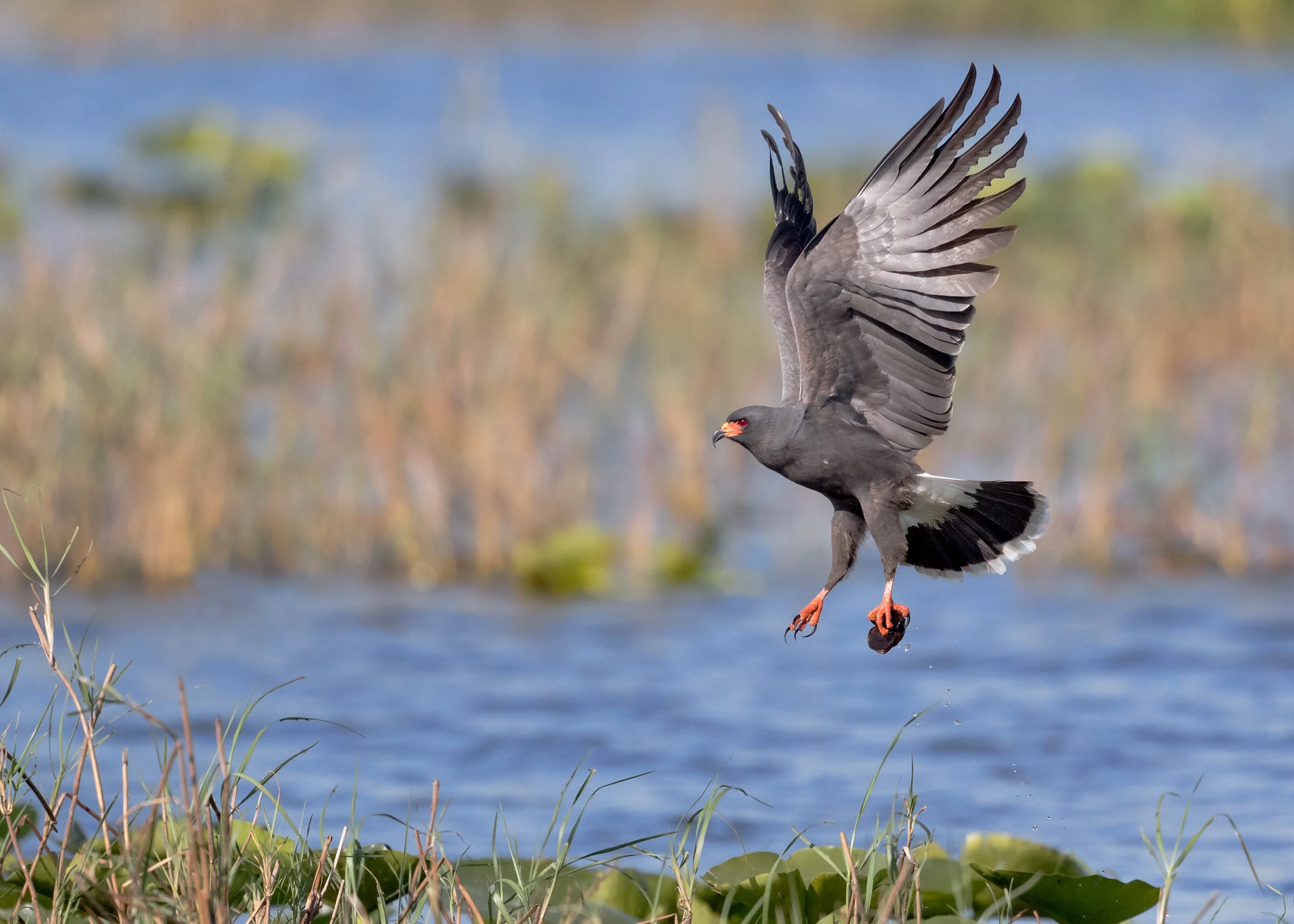 Aud_APA-2019_Snail-Kite_A1-8704-5_GSL_Photo-Caroline-Samson.jpg