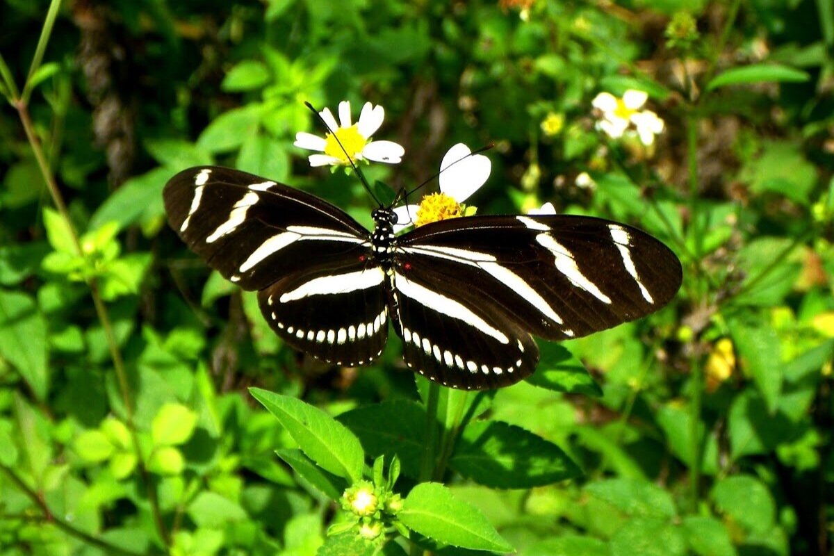  Zebra longwing butterfly 