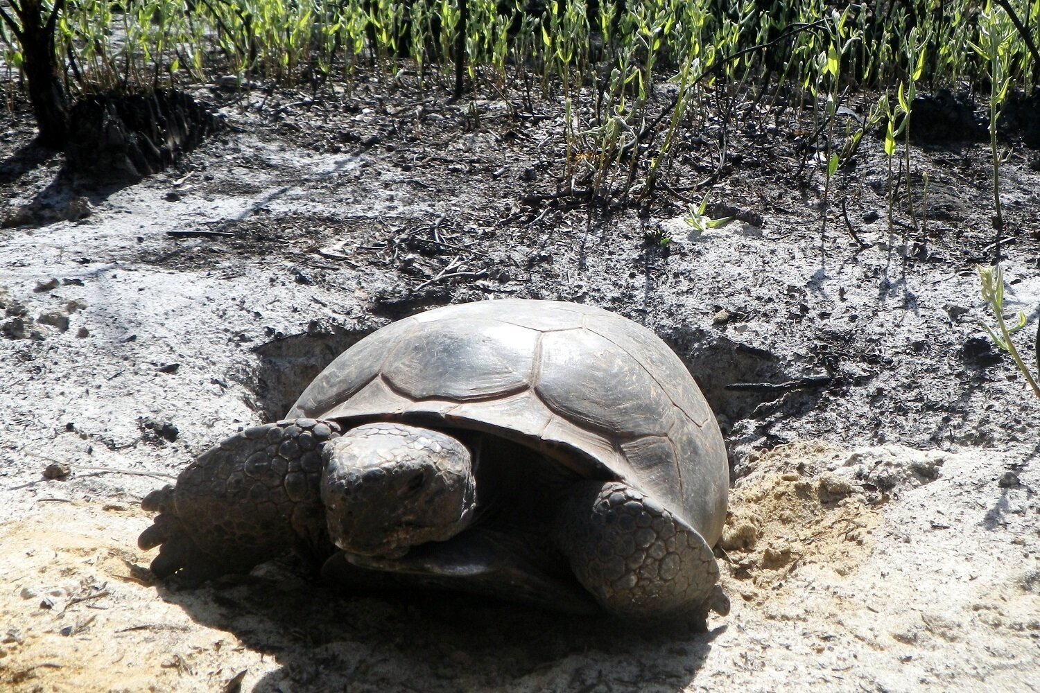  Eastern gopher tortoise 
