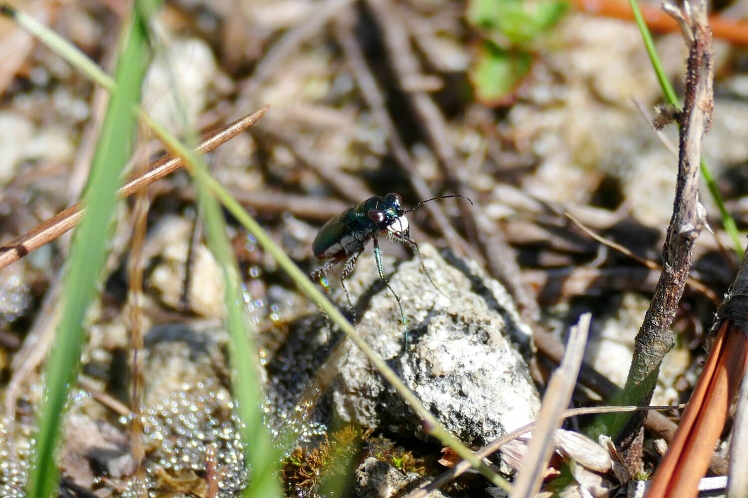  Miami Tiger Beetle 