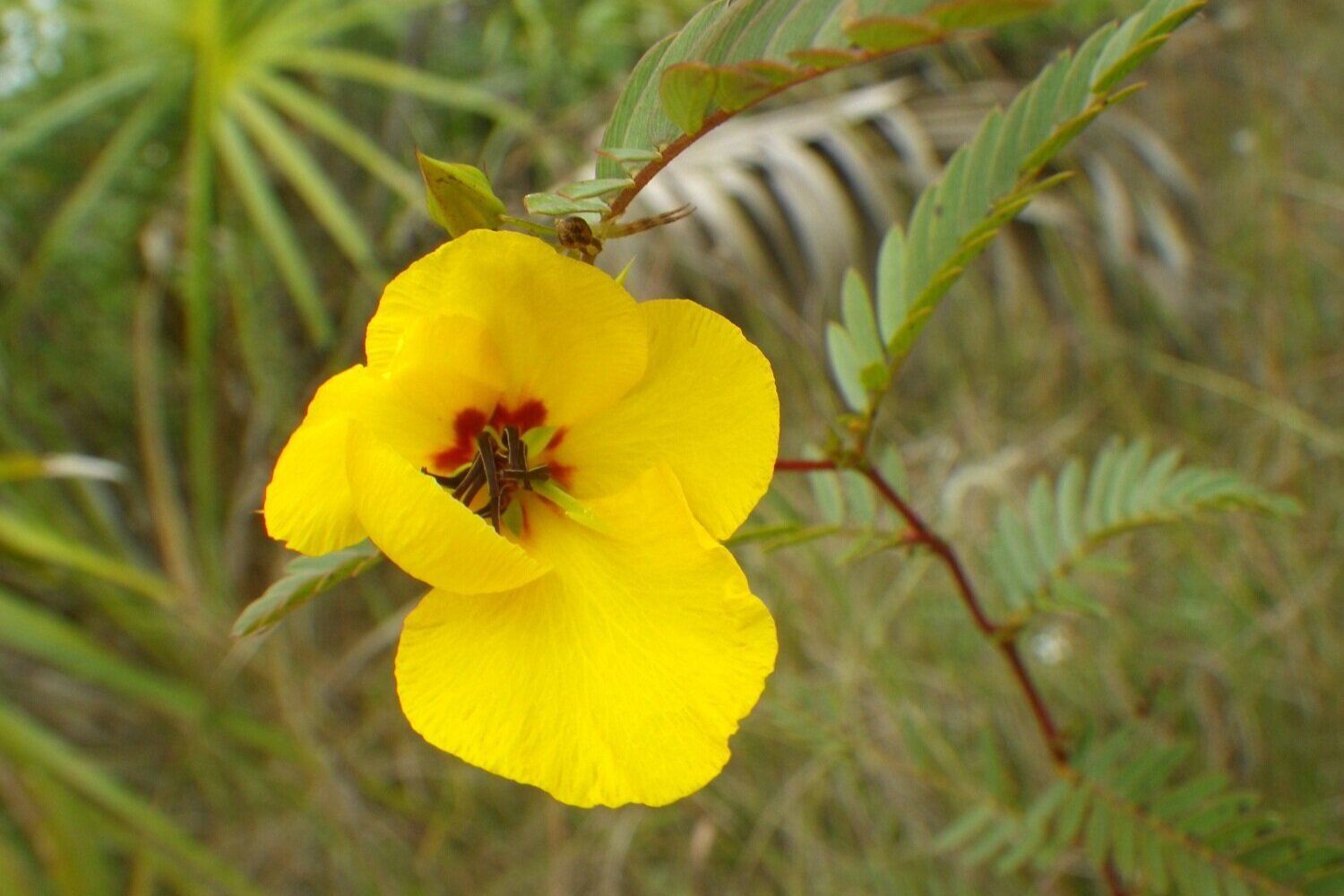  Deering partridge pea 