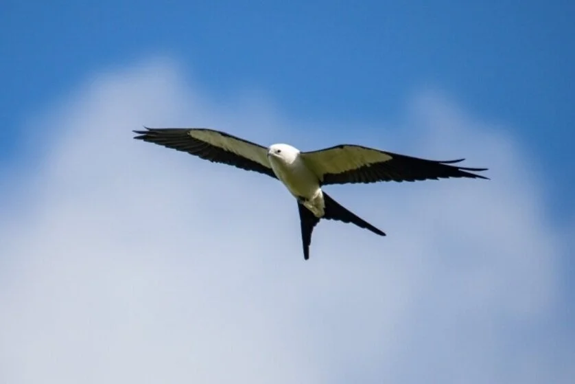 Everglades National Park Birding