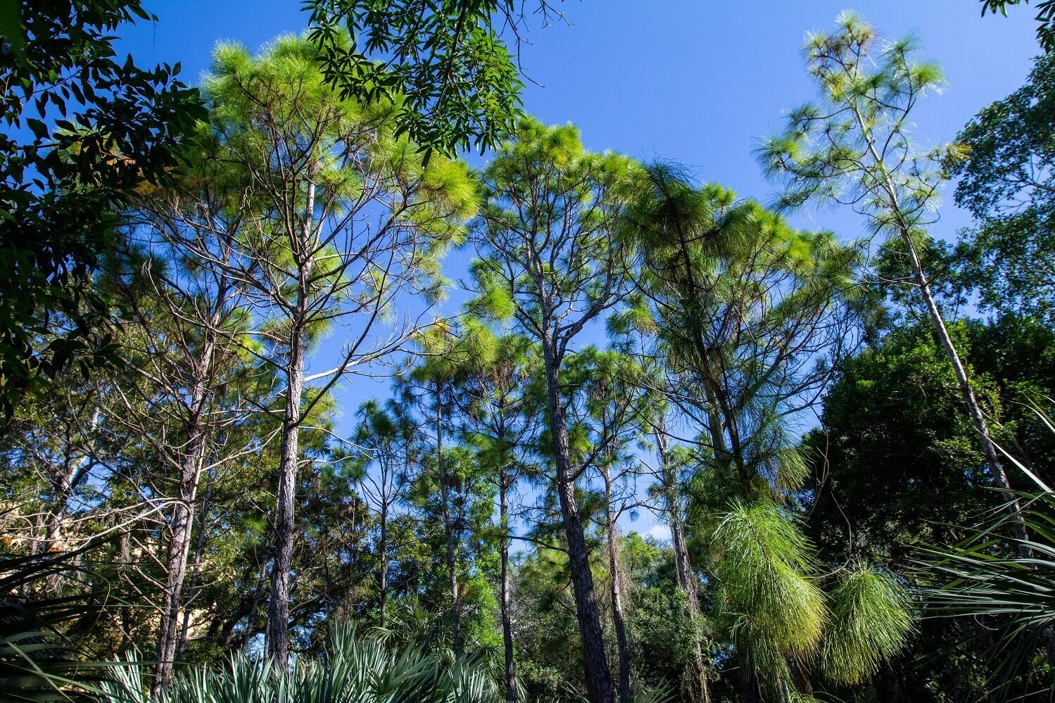  Pine Rockland habitat at Tropical Audubon 