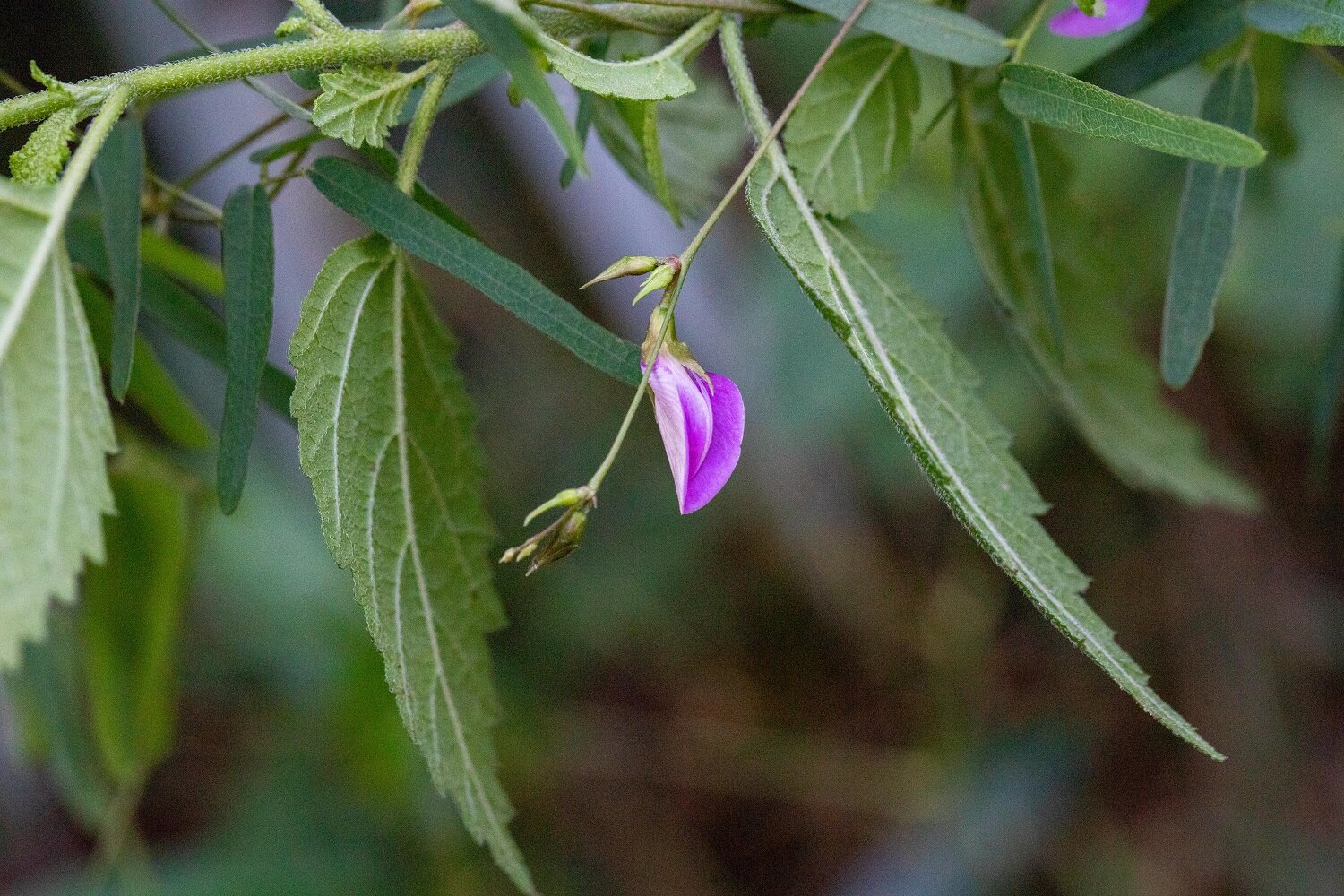  Milk pea 