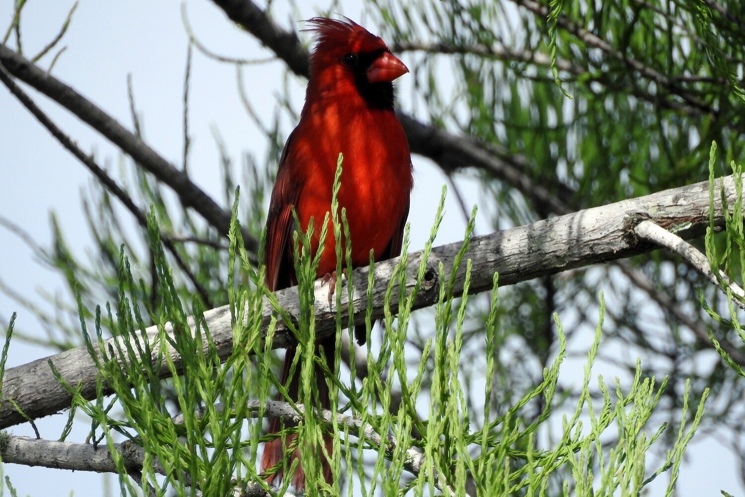  Northern Cardinal 