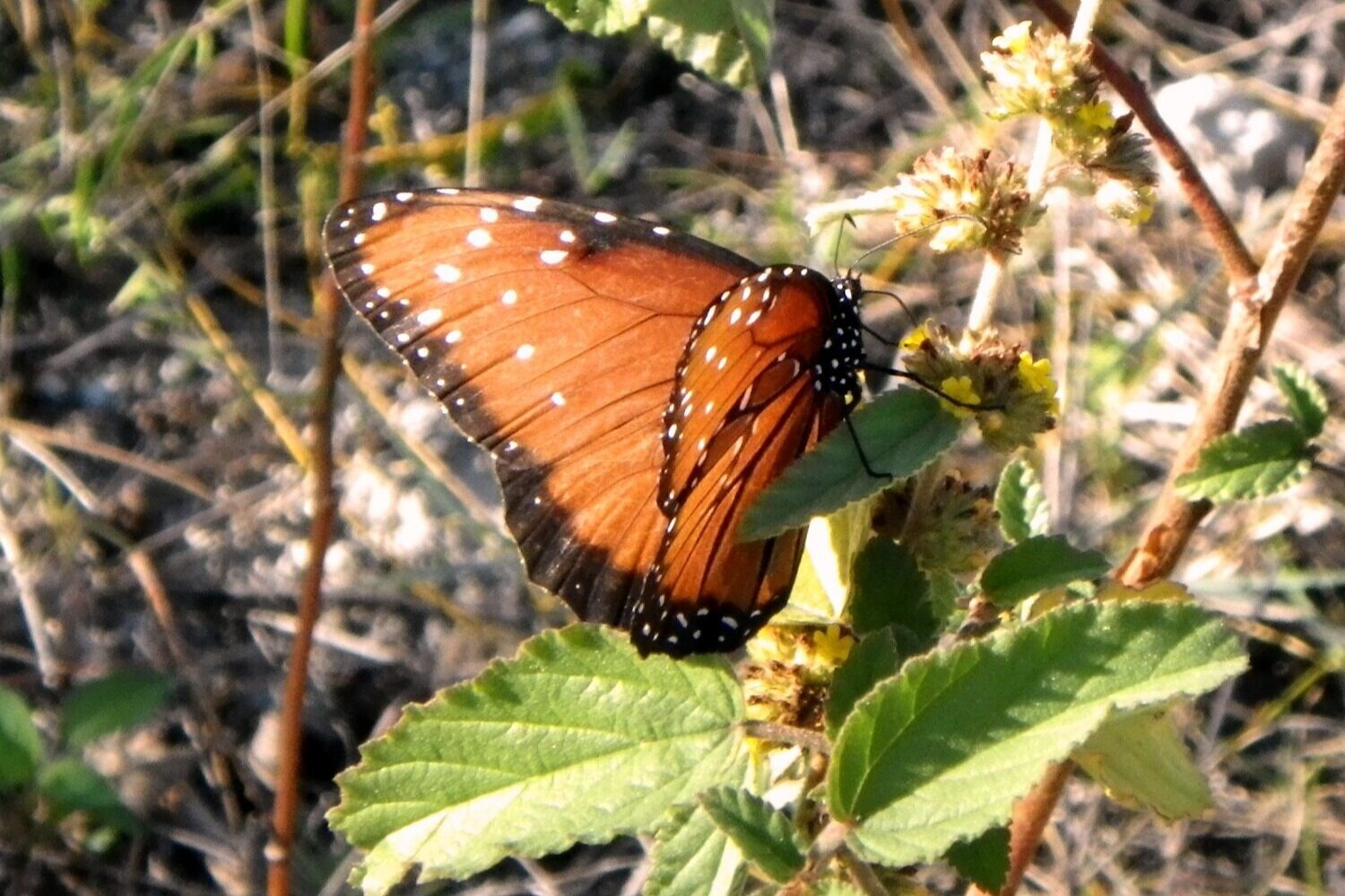  Queen butterfly 