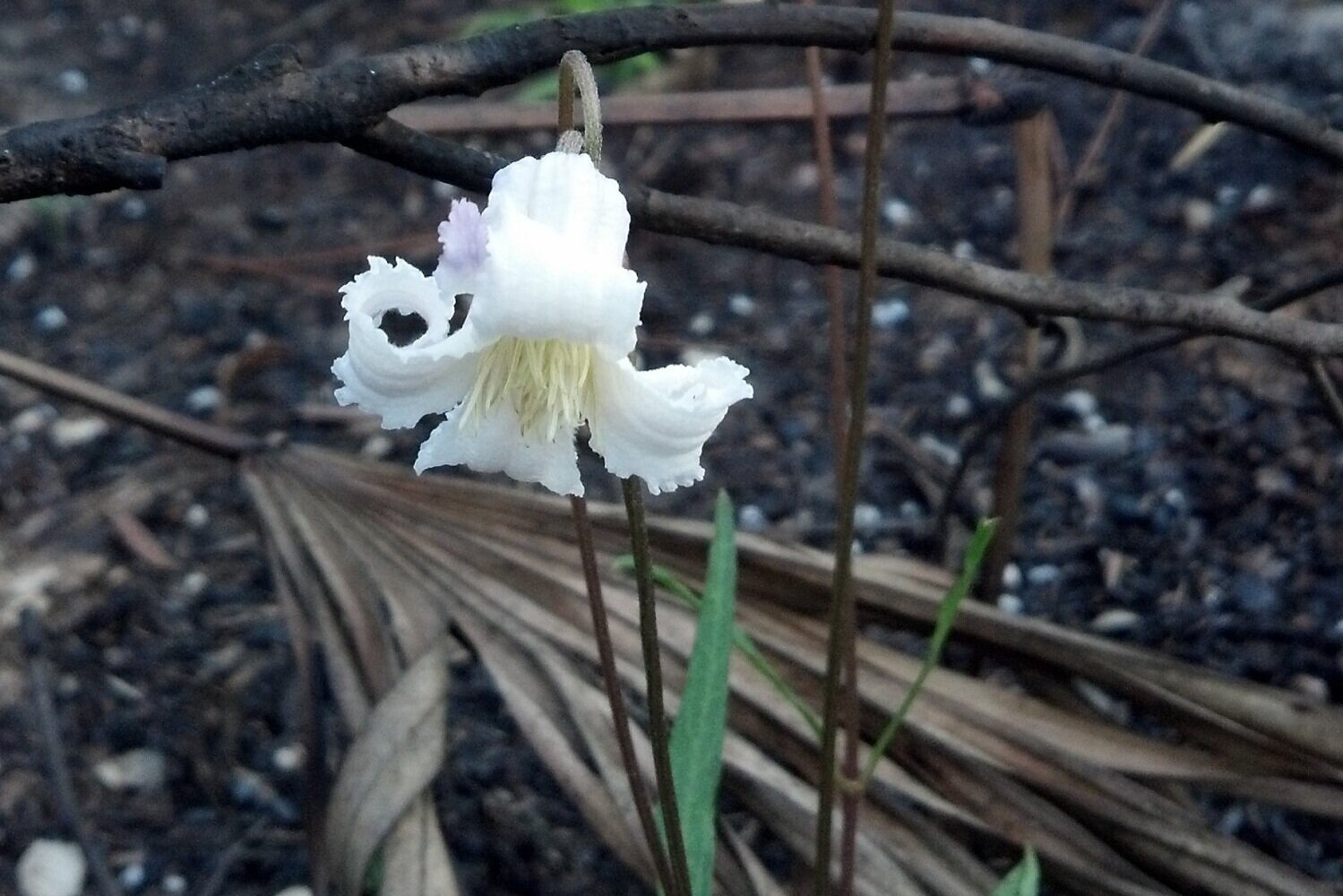 Clematis+baldwinii.jpg