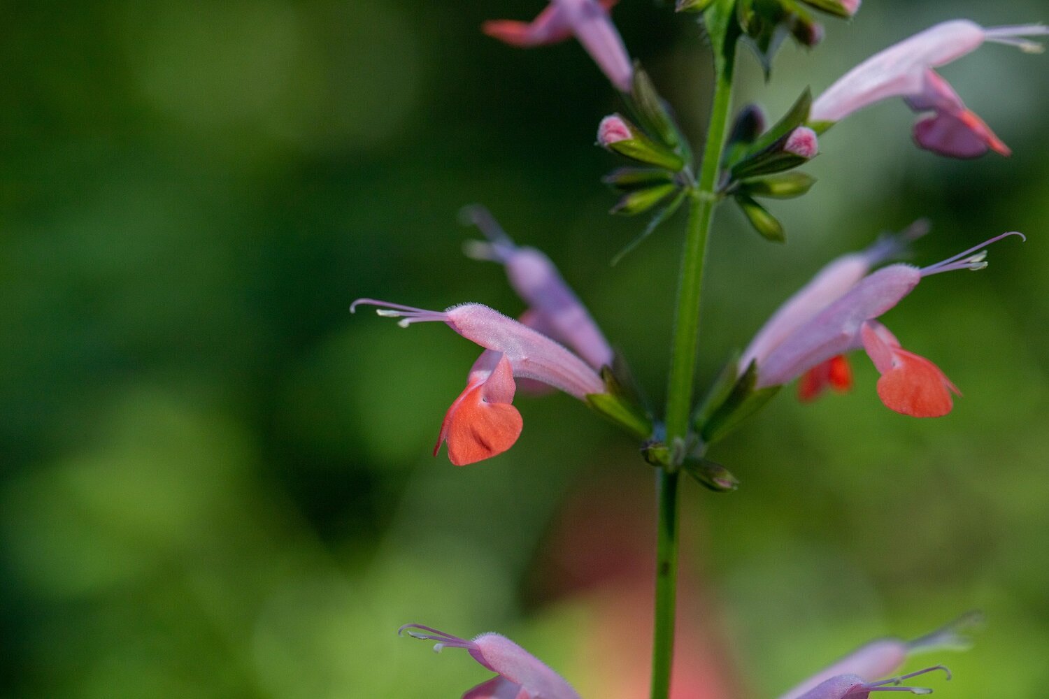 Tropical Sage