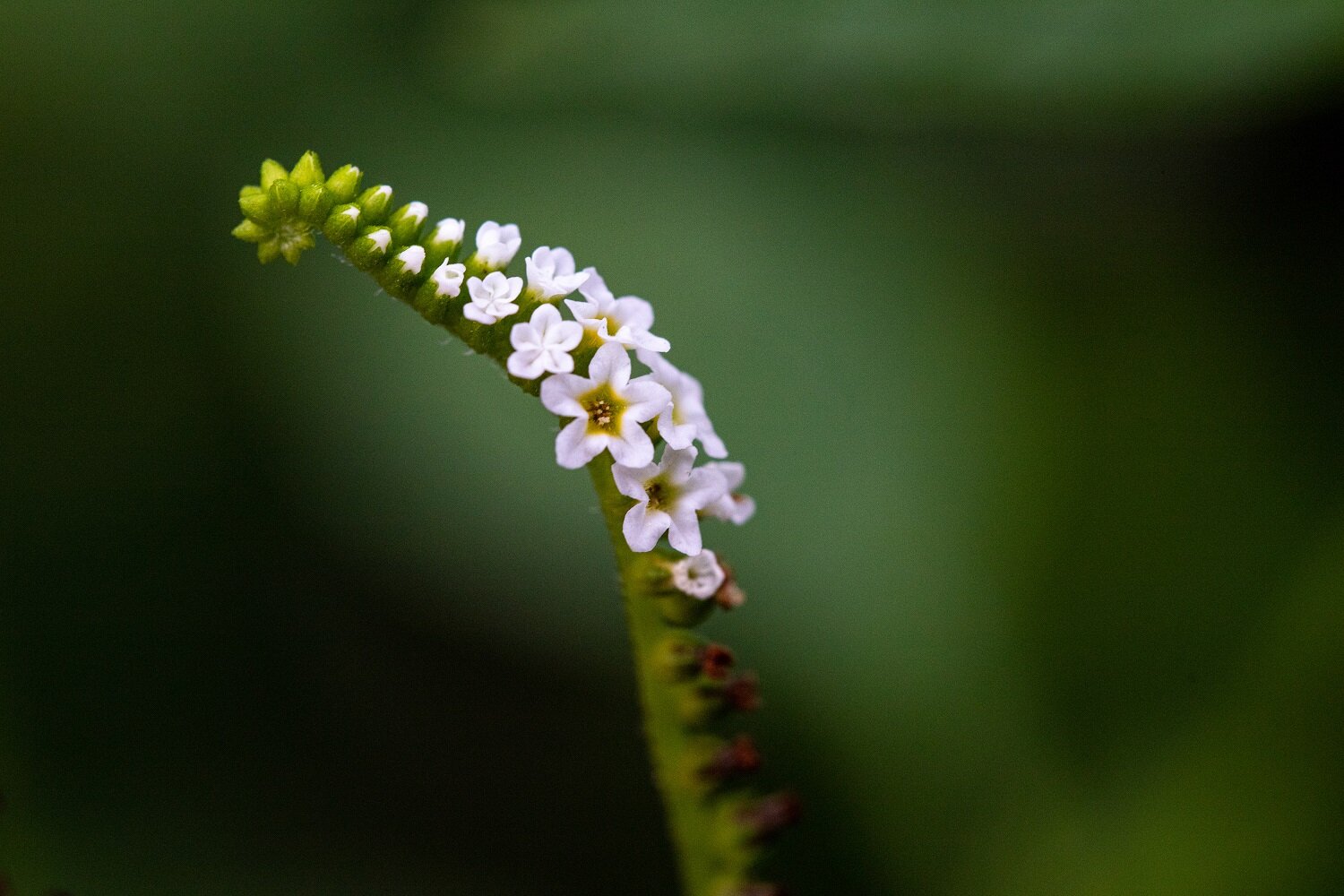 Scorpion Tail