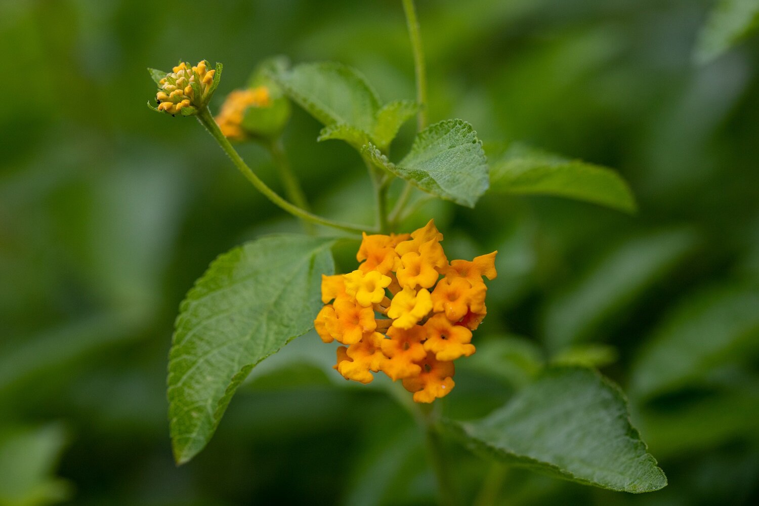 Lantana