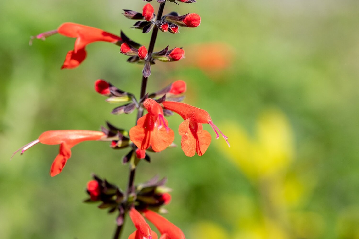 Tropical Sage