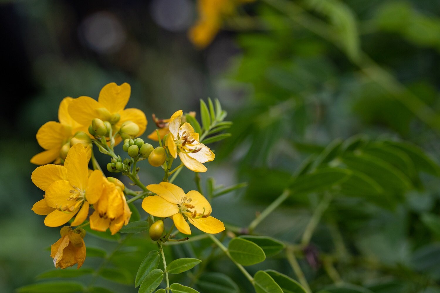 Privet Senna