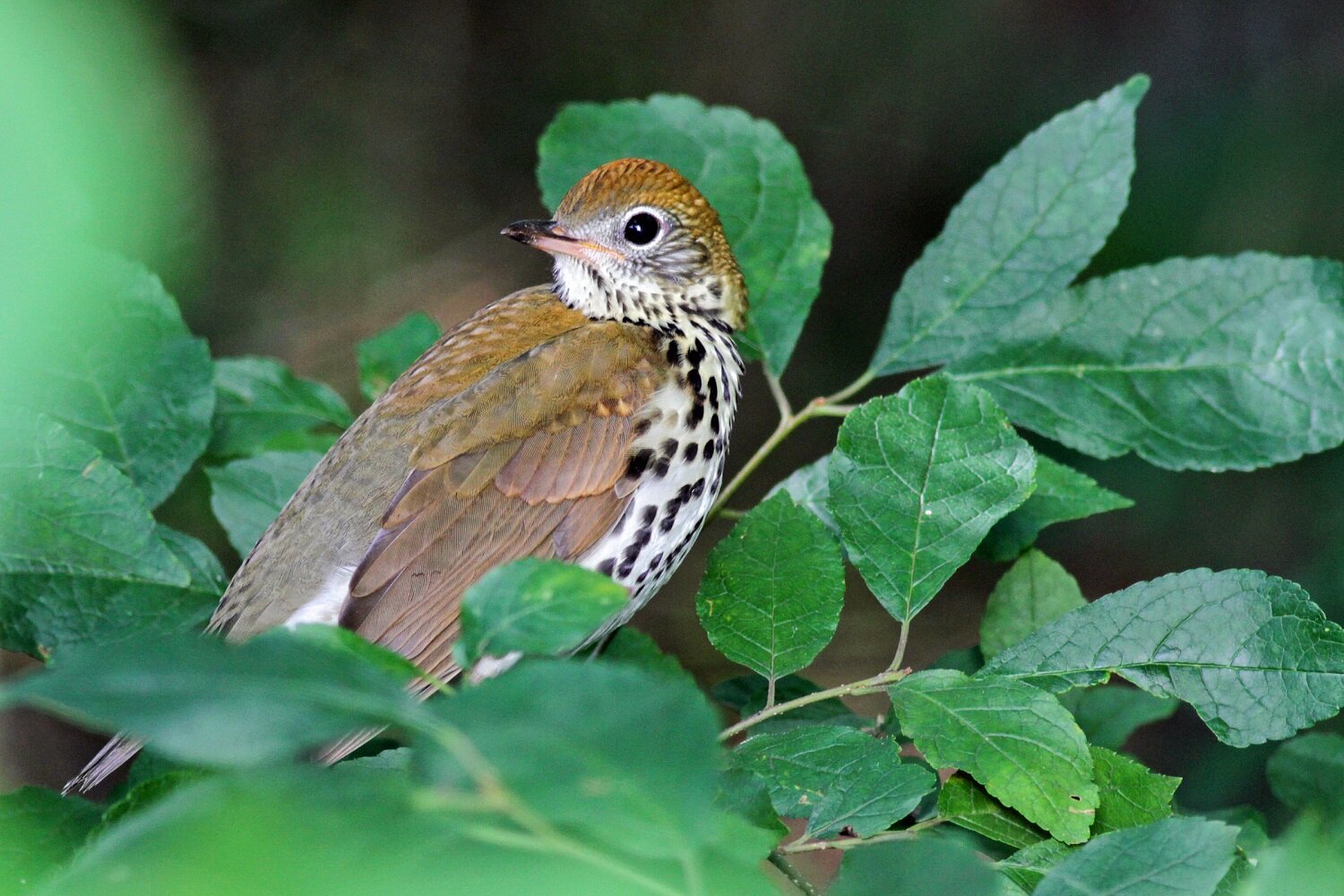 Wood-Thrush_Winterberry_Will-Stuart.jpg